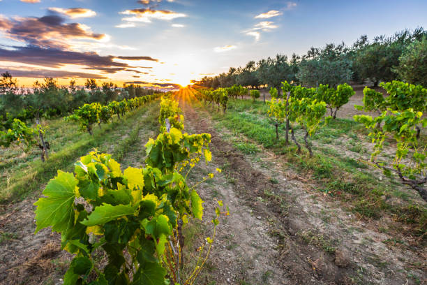 Sunset at a idyllic green vineyard at the farmland of Istria, Croatia.