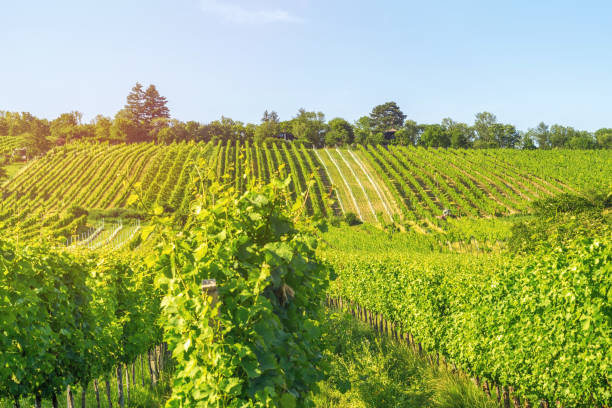 Vineyard rows of the City of Vienna Austria in the northern Grinzing area