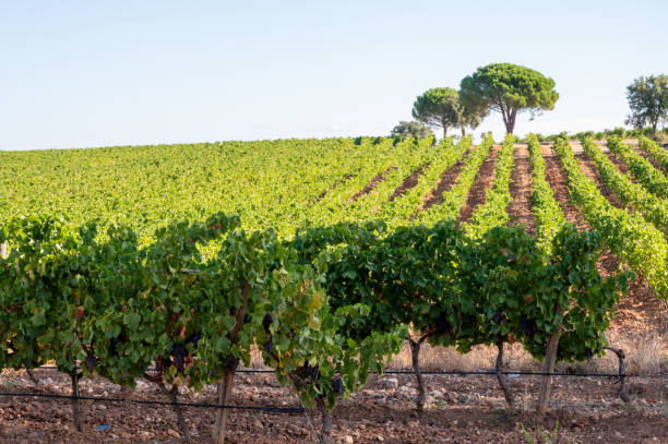 istockphoto-1311509005-612×612