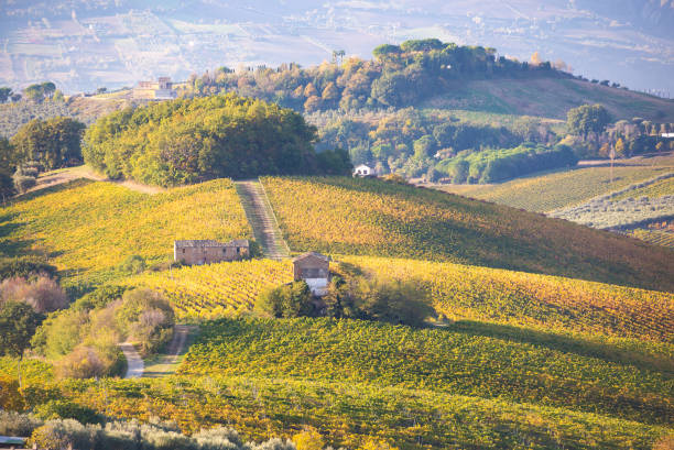 Colorful vineyard in fall, autumn landscape